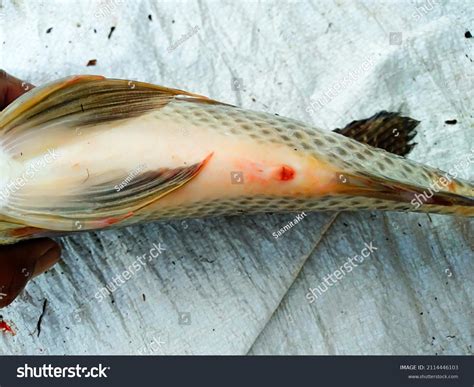 papilla fish|Distinguishing Male from Female Tilapia .